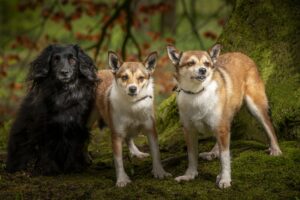 Hondjes van Brigitte